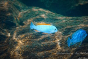 Labeotropheus trewavasae 'Maleri Island'